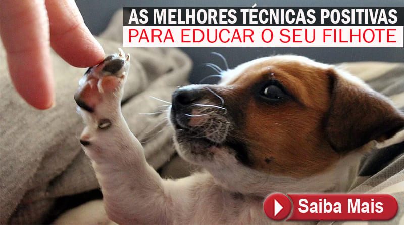 Como Educar Seu Cão - Filhote