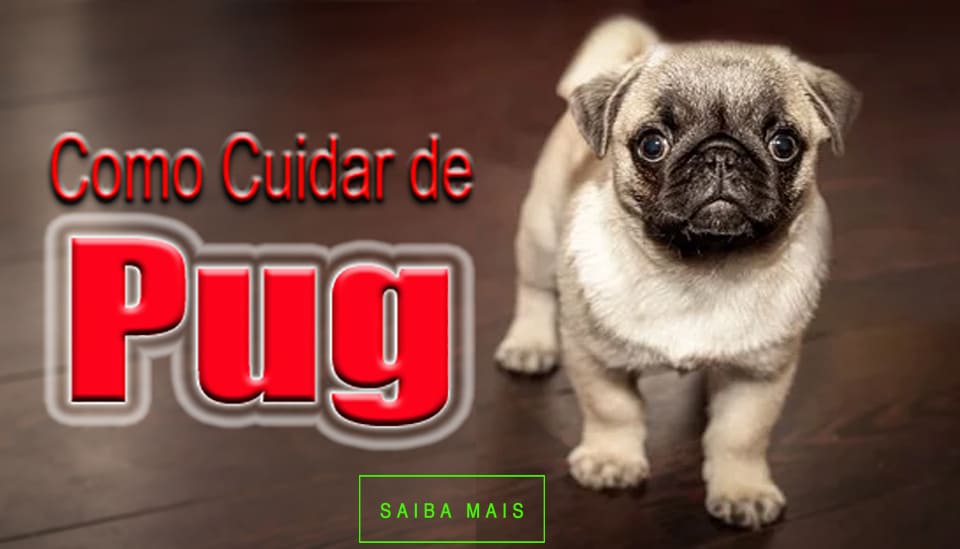 Como Cuidar de Pug