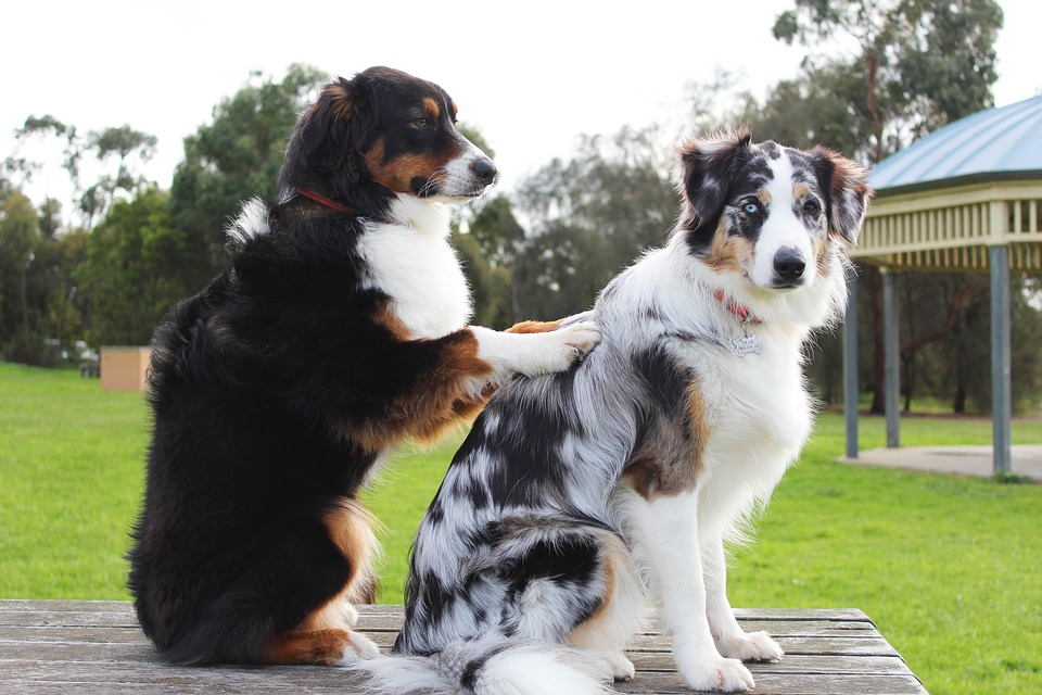 Curso de Shiatsu Para Cachorros