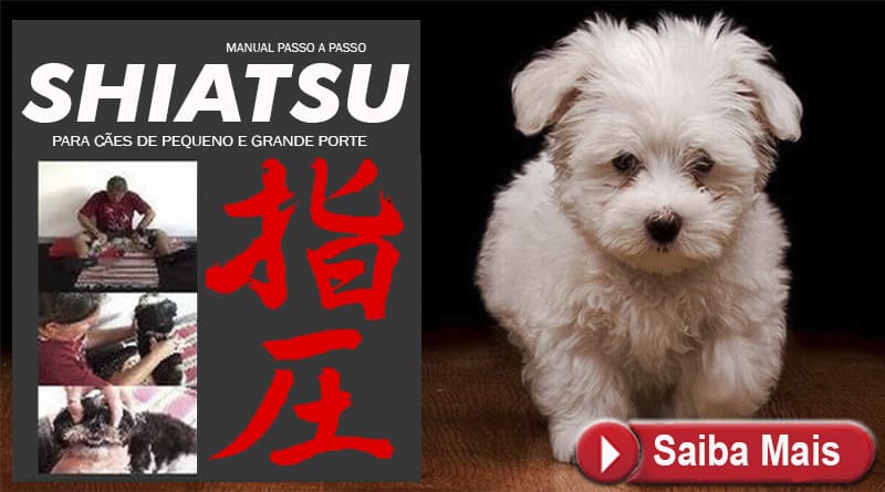 Curso de Shiatsu Para Cachorros