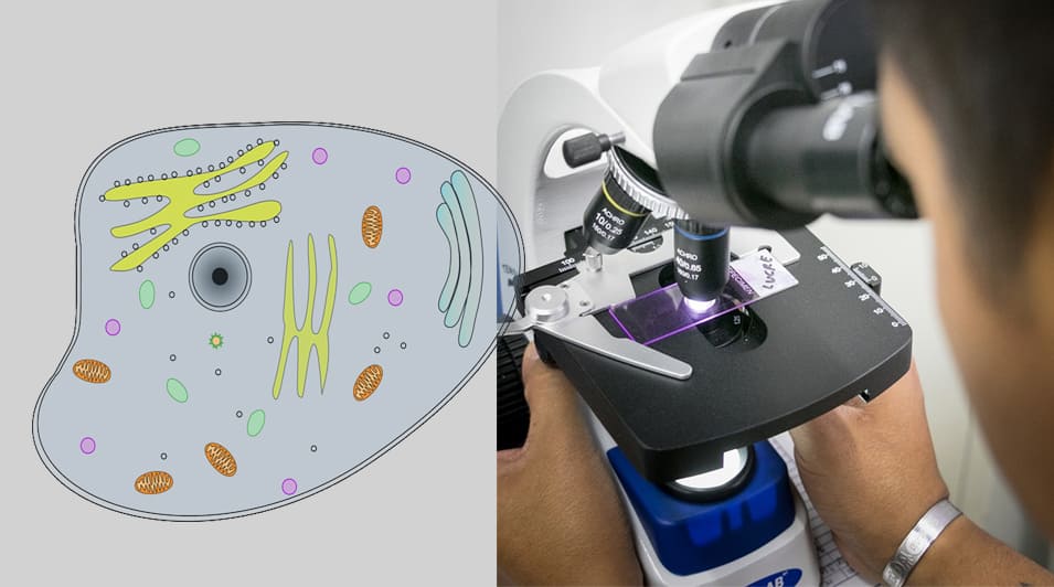 Microbiologia dos Alimentos 