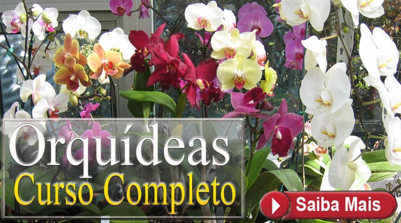 Orquídeas Curso Completo