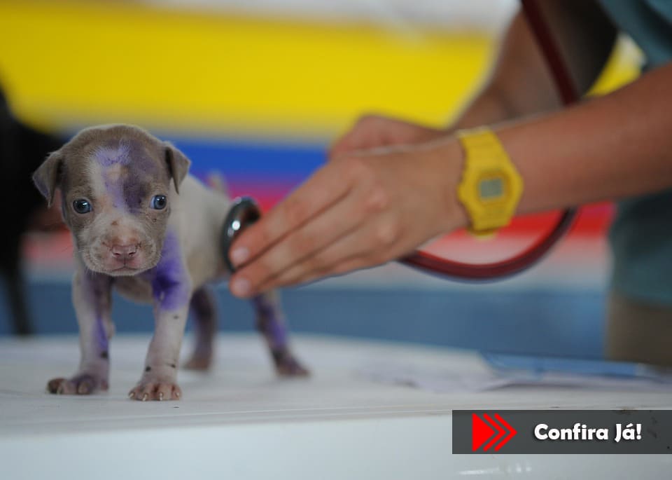 Curso de Auxiliar Veterinário e Pet Shop