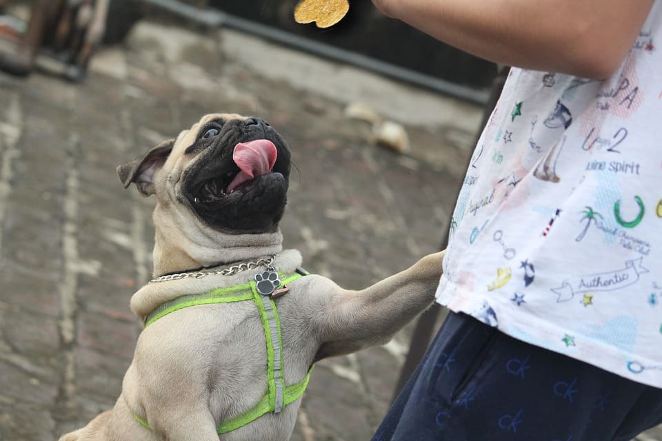 Biscoitos Naturais Para Cachorros