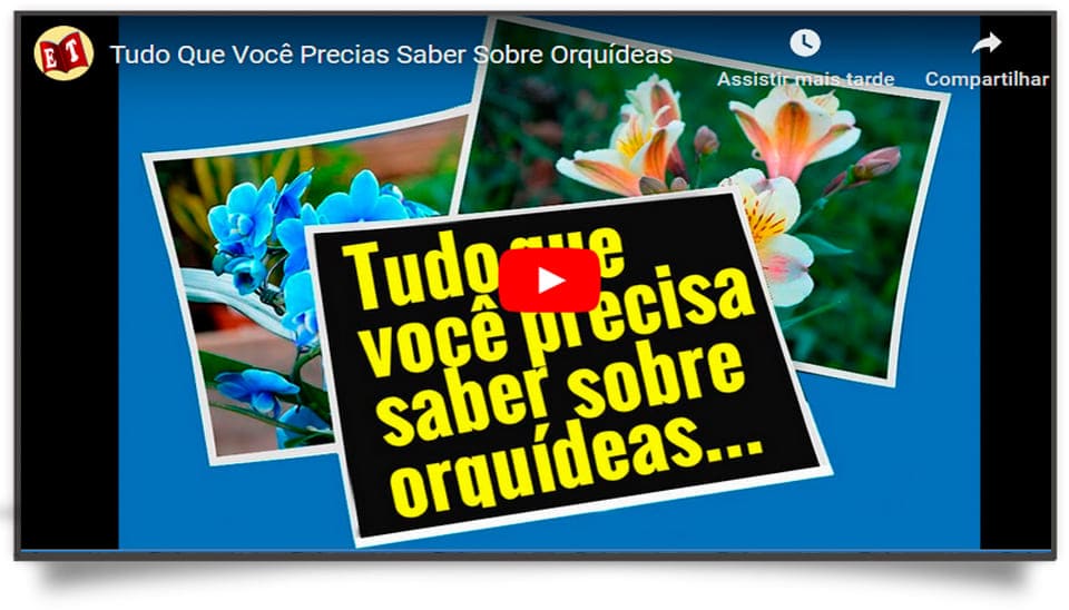 O Guia Definitivo Das Orquídeas